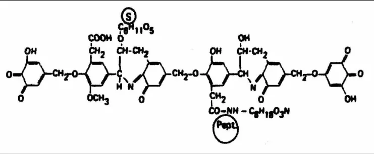 Figura 4: Modelo de estrutura de ácido húmico proposto por Dragunov [33] 