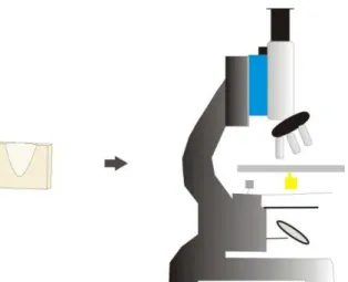 Figura 9 – Microscopia de luz polarizada 