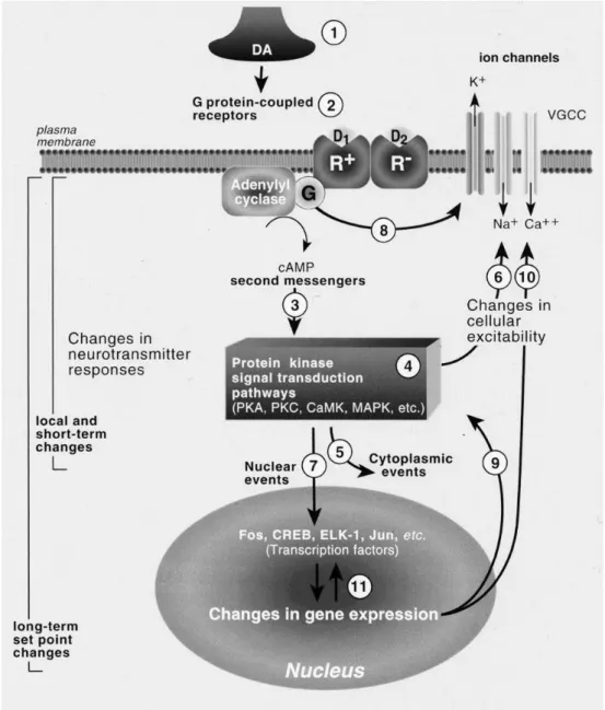 Figura  2:  Mecanismos  moleculares  da  ação  de  psicoestimulantes  (cocaína  e  anfetaminas)(Koob et al., 2006)