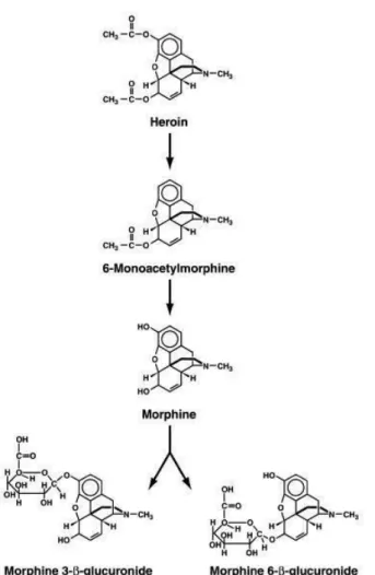 Figura 11: Metabolismo da heroína (Sweeney et al., 2003). 