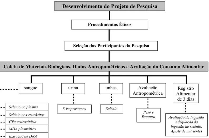 Figura 1 – Fluxograma das Atividades Realizadas Durante a Pesquisa Desenvolvimento do Projeto de Pesquisa 