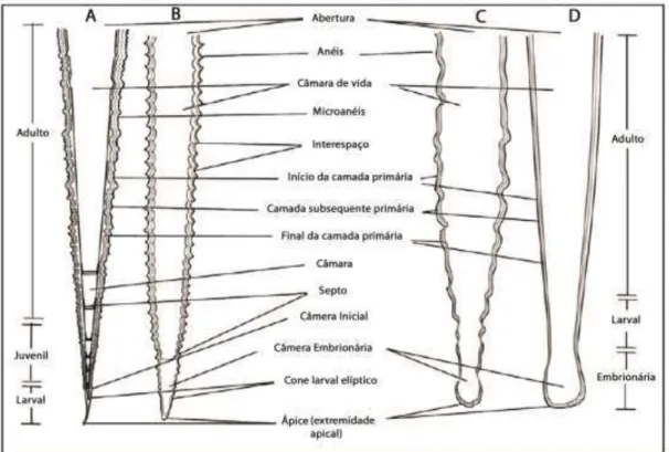 Figura  2.  Figura  mostra  as  diferentes  partes  morfológicas  nas  três  ordens  de  tentaculitoideos  Tentaculitida  (A),  Homoctenida  (B)  e  Dacryoconarida  (C  e  D)