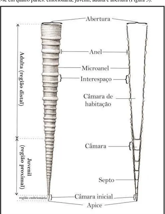 Figura 3. Regiões da concha de um tentaculitoideo (Modificado de LARSSON, 1979). 