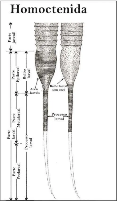 Figura  5.  Reconstrução  da  concha  com  as  partes  do  desenvolvimento  da  concha  de  tentaculitoideos (Modificado de FARSAN, 2005)