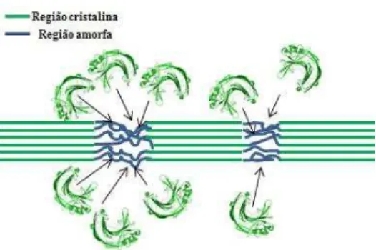 Figura  7:  Ilustração  da  ação  da  enzima  endoglucanase  sobre  a  celulose.  Essa  enzima  atua  preferencialmente nas regiões amorfas da biomassa.