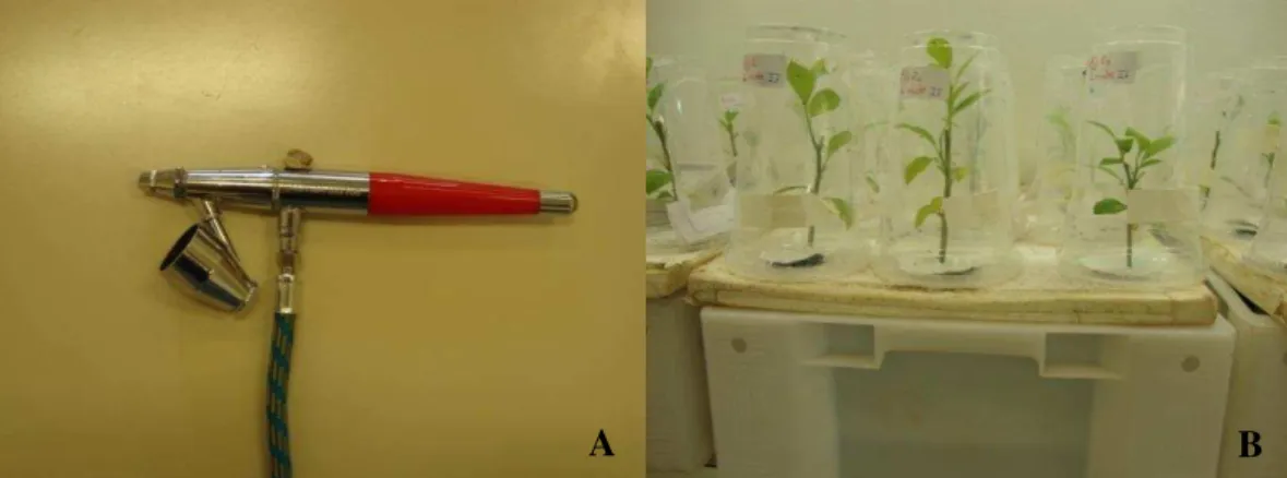 Figura 7 - Pulverizador airbrush (A), bandeja plástica com isopor e plantas (B) 