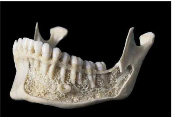 Figura 2.6  –  Mandíbula real dissecada, com trabeculado ósseo medular detalhado  Fonte: internet: www.visualsunlimited.com 
