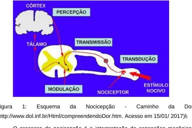 Figura  1:  Esquema  da  Nocicepção  -  Caminho  da  Dor  (http://www.dol.inf.br/Html/compreendendoDor.htm