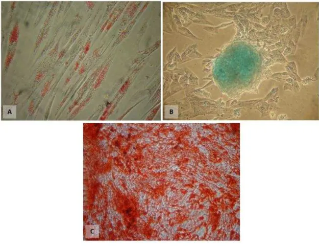 Figura  7  -  Diferenciação  das  Células-tronco.  A.  Diferenciação  adipogênica,  lipídios  corados  em  vermelho  B