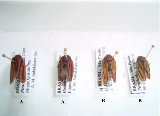 Figura 1 – Detalhe das espécies de cigarrinhas utilizadas no experimento. Letras: A= Mahanarva liturata (Le Peletier 