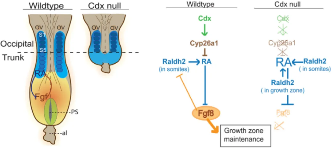 Figure   1      -­‐   Genetic   interactions   involved   in   the   maintenance   of   the   posterior   growth   zone   in   Wild-­‐type   and    Cdx    null    embryos