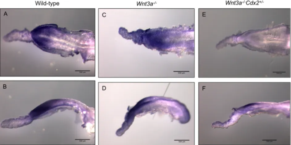 Figure    1.2    –    Cdx4    is    downregulated    in    Wnt3a -­‐/-­‐ Cdx2 +/-­‐    E8.5    embryos