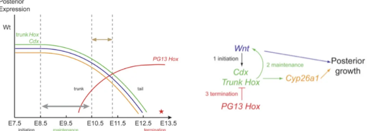 Figure    2        -­‐    Interaction    of    Wnt,    RA,    Cdx/trunk    Hox    genes    and    HoxPG13    in    the    regulation    of    axis    growth