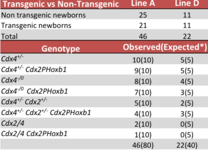Table    2.2.    Number    of    expected    and    observed    newborns    for    transgenic    lines    A    and    B