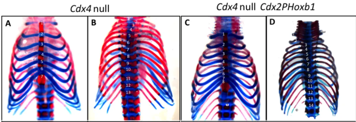 Figure   2.3   Anterior   homeotic-­‐like   transformations   in   rib   cage   of   Cdx4   null   Cdx2PHoxb1