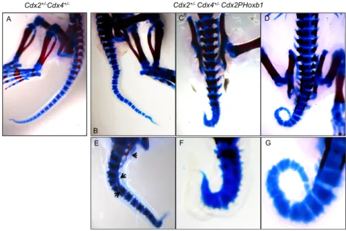 Figure    2.5.    Axial    truncation    and    vertebrae    malformations    in    caudal    vertebrae    in    Cdx2 +/-­‐ Cdx4 +/-­‐   