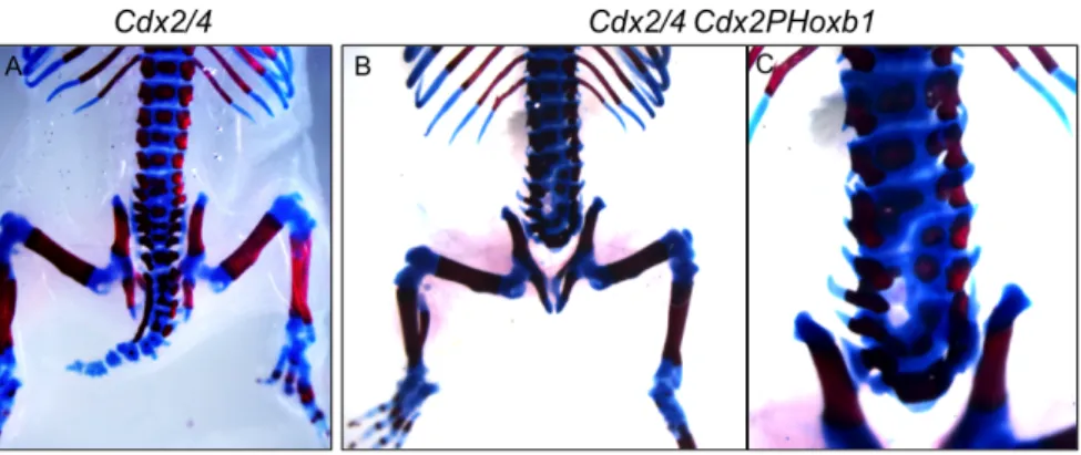 Figure    2.7.    Cdx2/4    Cdx2PHoxb1    newborn    shows    a    truncation    of    the    axis    more    severe    than    Cdx2/4