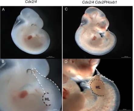 Figure   2.8.   Severe   truncation   of   the   axis   in   Cdx2/4   Cdx2PHoxb1   embryos