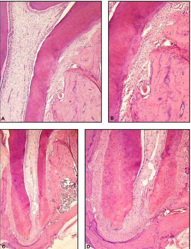 FiGurA 3 - aspectos microscópicos pulpares e periodontais normais, sem movimentação dentária, da raiz mesial  do molar murino, (He - aumentos originais: a e D= 40X; B= 100 X; c= 20X ).