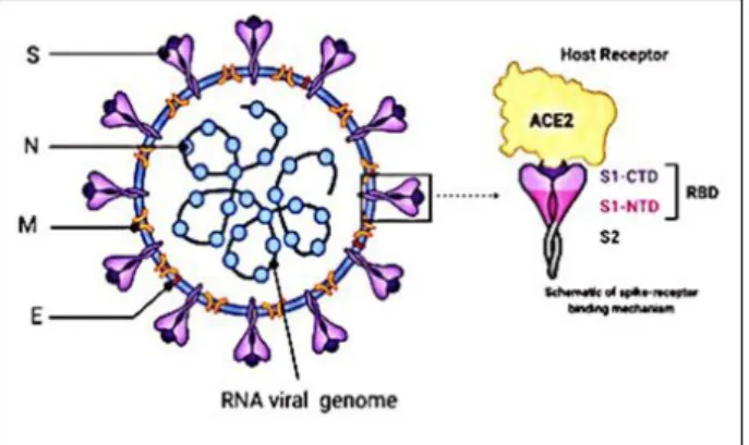 Figura 01 - Estrutura viral SARS-CoV-2 e interação RBD-ACE2 Fonte – MAHMOOD et al. (2020)