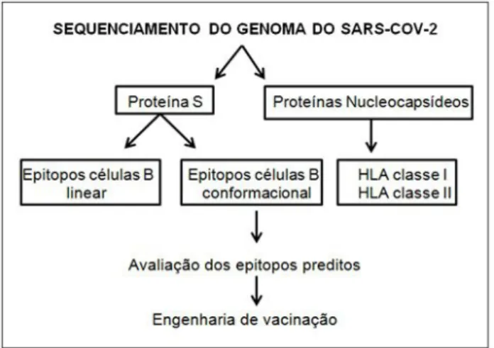 Figura 02 – Sequenciamento do Genoma do SARS-COV-2
