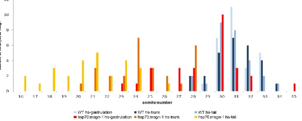 Figure  7  –  Average  of  somite  number  at  48  hours-post-fertilization  from  hsp70:msgn1line