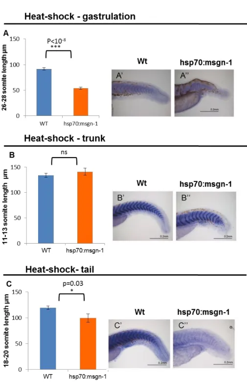 Figure 8- The impact of overexpression from mesogenin1 in somite length. 