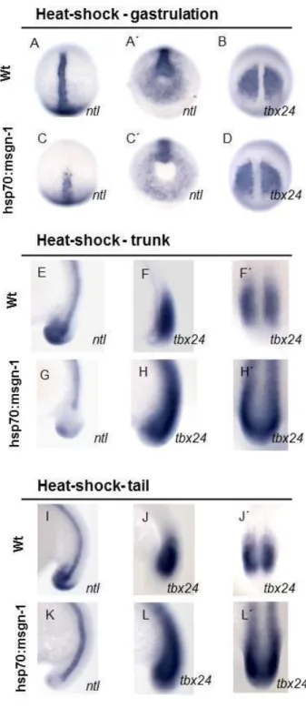 Figure  9  –  Expression  of  ntl  and  tbx24  in  embryos  over  expressing mesogenin-1
