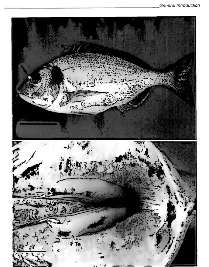 Figure 1.1 (upper photo) - Lateral view of 300g adult sea bream, Sparus aurata, exhibiting the most  distinctive feature of this species: the golden curved bar across forehead (arrow)
