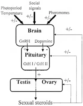 Figure 1.3 - Simple schematic representation of  the cascade of reproductive events acting on the  brain-pituitary-gonad axis in teleosts