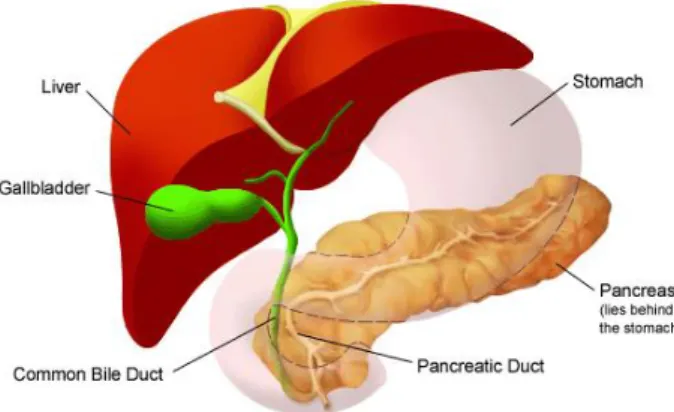 Figura 1- Anatomy of the pancreas 