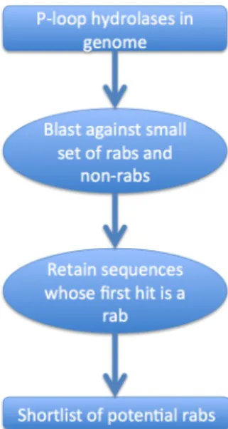 Figure 2.2: Flowchart describing identification of putative rab sequence.