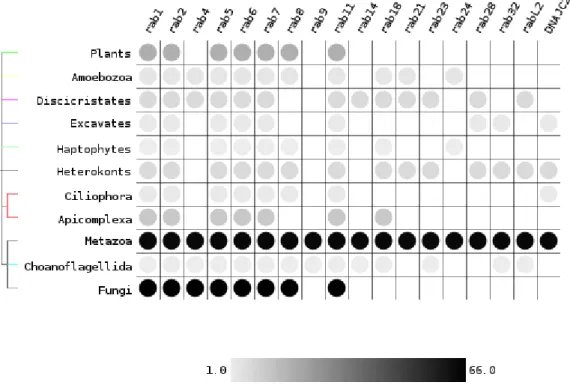Figure 2.7: Presence of subfamilies in major Eukaryotic groups as obtained by the Rabifier