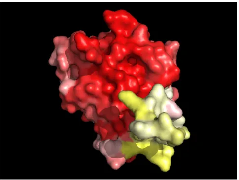 Figure 2.8: Rab1 subfamily sequence conservation mapped on the surface of a human rab1 protein tri-dimensional structure