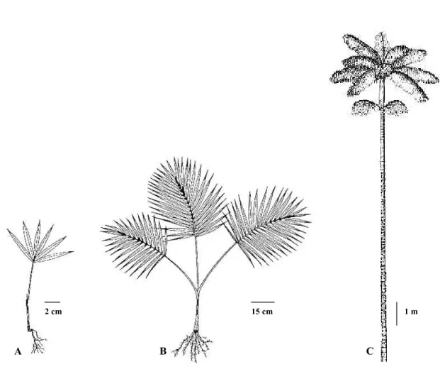 Figura 1 - Categorias de plantas de E. edulis. A - Plântula; B - Jovem II; C - Adulto (Segundo Reis et al., 1996)
