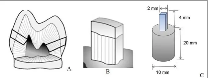 Figura 1. A – perfil do dente selecionado; B – secção dentária em forma de paralelepípedo obtida após o  corte; e C – dimensões do espécime do contra corpo (antagonista)