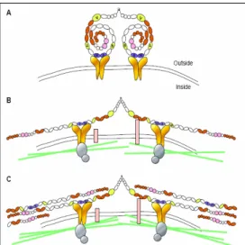 Figure 2 - Fibronectin fibrilogenesis  