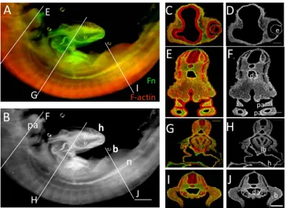 Figure 4  -  Immunofluorescence for fibronectin in the  HH20 embryos  