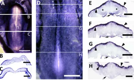 Figure 5 - Fn1 mRNA expression pattern in stage HH5  and HH12 embryos  