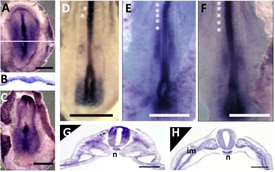Figure 9 - Itga4 mRNA expression pattern in stage HH4, HH6 and HH12 embryos