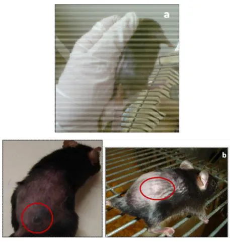 Figura 16: Ilustração da técnica de implante de tumor melanoma murino B16F10 (a)  e tumor após 10 dias de inoculação (b) 