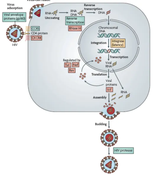 Figure  1.3.  Schematic  representation  of  HIV‐1  life  cycle. See  main  text  for  detailed  description.  Reprinted  by  permission from Macmillan Publishers Ltd: [Nat Rev Drug Discov], Flexner, 2007, copyright (2007). 