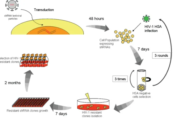 Figure  2.1.  shRNA  screen  in  Jurkat  cells. Schematic  representation  of  the  shRNA  screen.  A  pool  of  shRNA‐encoding‐lentiviral particles  was used to  transduce Jurkat cells  and  after 48 h  they were challenged  with HIV‐HSA. After 7 days of 