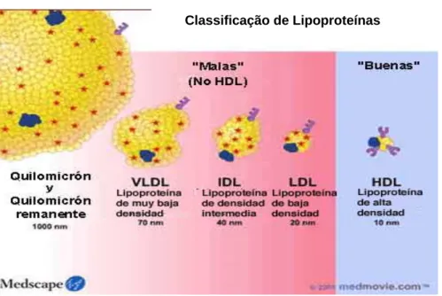 Figura I.5. Classificação das diferentes Lipoproteínas (adaptado de Davidson e Jacobson, 2001)