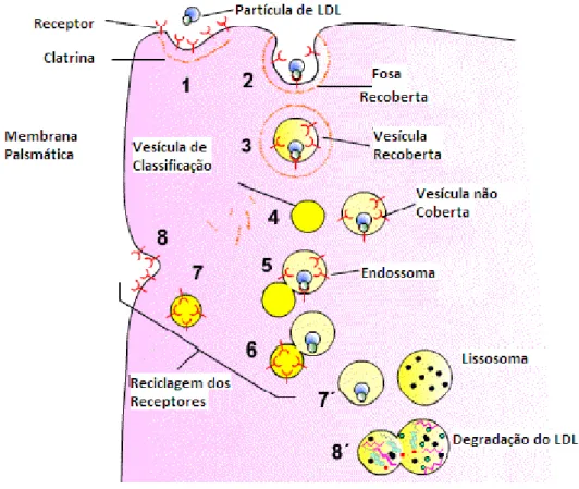 Figura 7. Mecanismo de ação do Receptor da LDL. Modificado de www.biologia.edu.ar