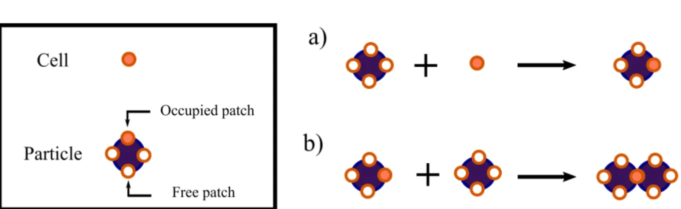 Figure 2.1: Illustration of the possible reactions when cell-cell bonds are suppressed: a) bond between a free cell and a free patch, resulting in an occupied patch; b) bond between an occupied patch and a free patch, resulting in a particle-particle bond.
