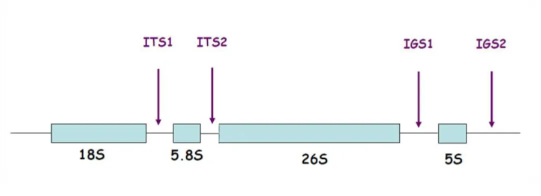 Figura  4  -  Representação  esquemática  do  locus  rDNA  nas  leveduras,  localização  da  região  ITS1  e  ITS2  (Sugita et al., 2002)