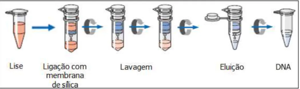 Figura  4.1 - Representação da técnica de purificação do material genético (QIAamp DNA Mini  and Blood Handbook, Qiagen) 