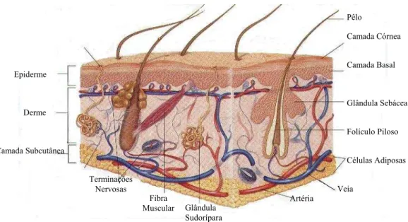 FIGURA 1.  Sistema Tegumentar