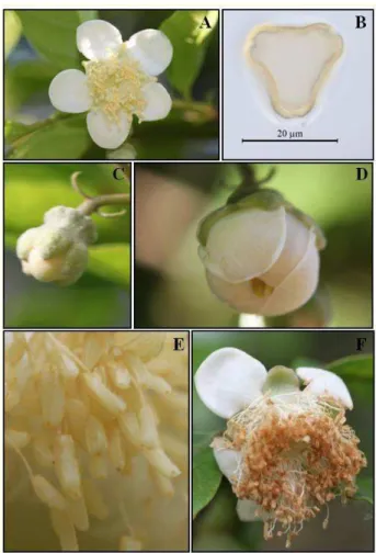 Figura  1.  Flor  de  Campomanesia  phaea.  (A)  flor  recém-aberta;  (B)  Vista  polar  do  grão  de  pólen; (C) botão floral na fase inicial de formação; (D) botão floral em pré-antese; (E) detalhe  das anteras cheias de pólen, no primeiro dia da antese;